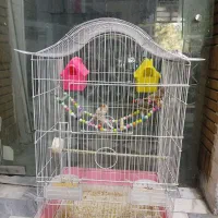 قفس با پرنده فنج