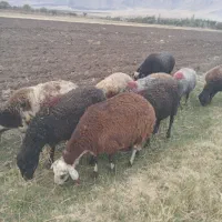 میش داشتی  آبستن  سنگین|حیوانات مزرعه|زالیان, |دیوار