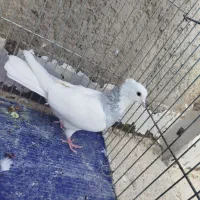 کبوتر|پرنده|بجنورد, |دیوار