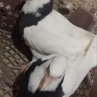 چند عدد کبوتر طوقی به فروش می رسد