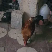 یک جفت خروس محلی بالغ