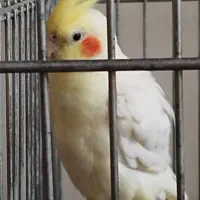 عروس هلندی|پرنده|اصفهان, مسجد مصلی|دیوار