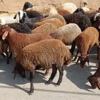 بره نر ماده|حیوانات مزرعه|تویسرکان, |دیوار