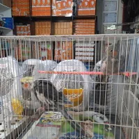 عروس هلندی|پرنده|مشهد, چهارچشمه|دیوار