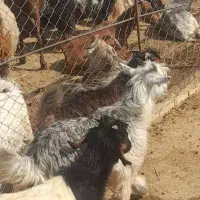 کهره شهر کردی