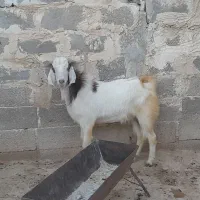 فروش سه عدد کهر نر بزرگ مخصوص قربانی