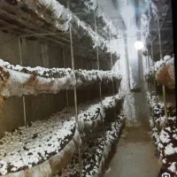 فروش کلیه لوازم سالن قارچ