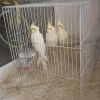 عروس هلندی