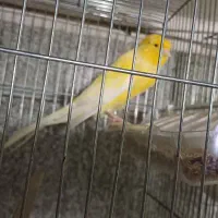 قناری رسمی بلند