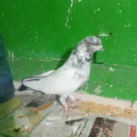 نر کله دمسبزآس