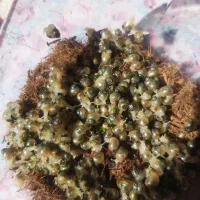 حلزون|خزنده|کرمان, |دیوار