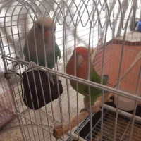 طوطی برزیلی|پرنده|گلستان (تهران), |دیوار