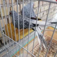 کبوتر الماسی زینتی ریز جثه تزئینی