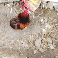 خروس