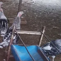 فروش بوقلمون نر و ماده|حیوانات مزرعه|بشاریات, |دیوار