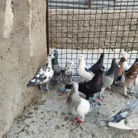 کفتر پلاکی دورگ بیرونی پرشی زرنگ|پرنده|شیراز, شیخ علی چوپان|دیوار