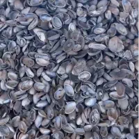 کربن پسته|خدمات باغبانی و درختکاری|بیرجند, |دیوار