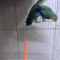 کوتوله