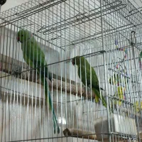 طوطی عروس مرغ عشق فنج سره قناری بخوان