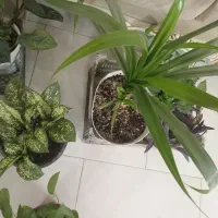 گل اپارتمانی|گل و گیاه طبیعی|مشهد, امیریه|دیوار