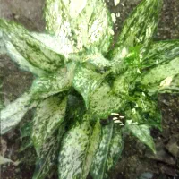 آگلونما سفید سطل ۳ چند یوته|گل و گیاه طبیعی|زرگرشهر, |دیوار