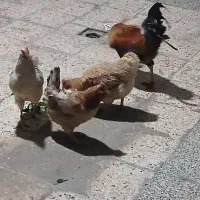 باسلام یک عدد خروس وسه عدد مرغ محلی
