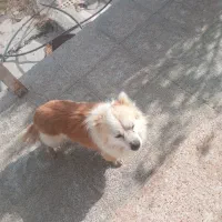 پامر نر بازیگوش|سگ|چناران, |دیوار