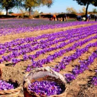 زمین میخوام