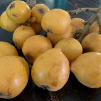 ازگیل ژاپنی درجه یک