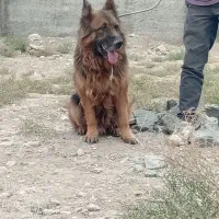 سگ ژرمن شپرد|سگ|رباطکریم, رباطکریم|دیوار