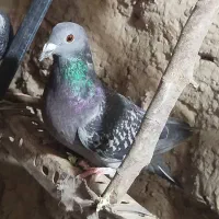 کبوتر ماده|پرنده|هامون, |دیوار