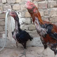 مرغ و خروس لاری|حیوانات مزرعه|قم, جمکران|دیوار