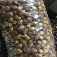 خرما قصب