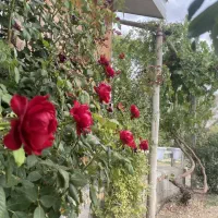 باغ شهری سی سخت امتیاز آب وبرق وگاز|فروش زمین و ملک کلنگی|سی‌سخت, |دیوار