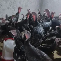 بوقلمون برنز انگلیسی