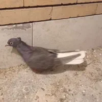 کیف و کفش مردانه کبوتر