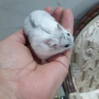 همستر نر وماده