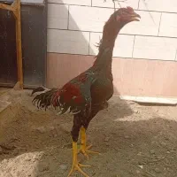 خروس لاری برزیلی