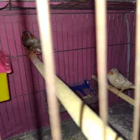 فنچ مولد دو ماده یه نر|پرنده|خان ببین, |دیوار