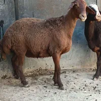 2عددشیشک ماده لوکس مناسب برای نگهداری جفتی 95