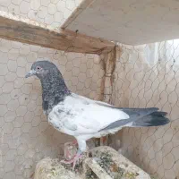 کفتر کله ایی .پاکستانی