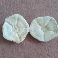 فسیل صدف کلکسیونی|کلکسیون اشیاء عتیقه|زنجان, |دیوار