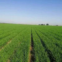 زمین کشاورزی(تلمبه کشاورزی)