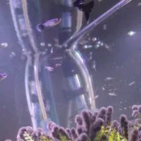 ماهی گپی ، میگو|ماهی|تبریز, |دیوار