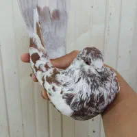 کفتر زاغ خالپیس