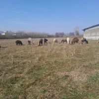 گوسفند افشاری