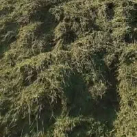یونجه درجه1(کاه)