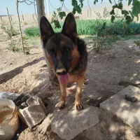سگ ژرمن نر،سگ تربتی نر در زرند|سگ|زرند, |دیوار