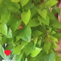 گل مصنوعی