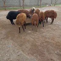 بره.توقلی. گوسفند|حیوانات مزرعه|سیمین شهر, |دیوار